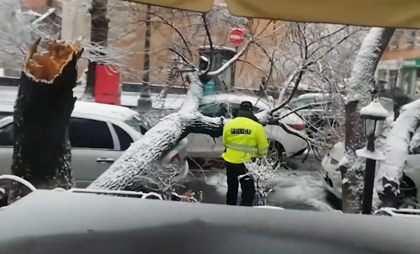 В центре Еревана дерево упало на проезжающие автомобили — Общественное  Радио Армении